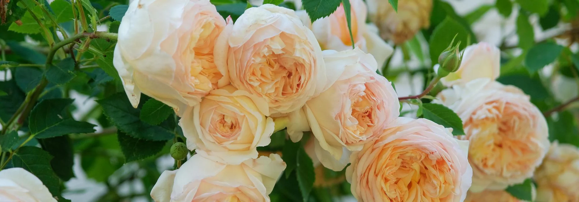 Timeless English Roses for Every Garden
